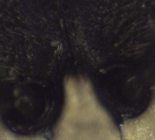 Hylaeus sp.